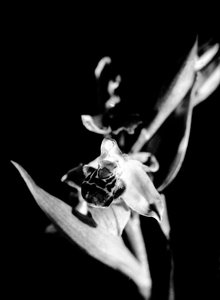 Wilde Orchidee