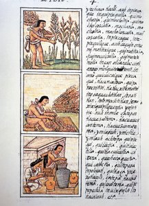 Szenen aus dem Bauernleben, Weizenernte, Entkörnung auf Matte und Lagerung in Krügen, Text in Nahuatl, aus Faksimile des Manuskripts Allgemeine Geschichte der Dinge von Neuspanien, auch bekannt als Florentiner Kodex, von Bernardino de Sahagun