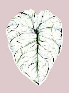Elegantes Geädertes Blatt von Francesco Gulina