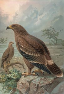 Gravur - Adler von Nepal - Weibchen - Aquila nipalensis von Francia