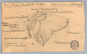 Studie eines Spatzenflügels