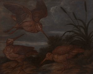 Waldschnepfe in der Dämmerung von Francis Barlow