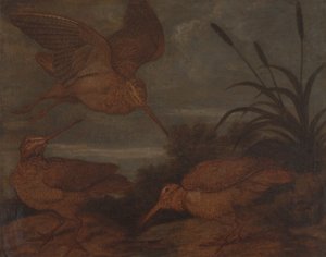 Waldschnepfe in der Dämmerung von Francis Barlow