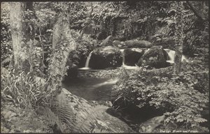 Glen Lyn, Bach und Laub