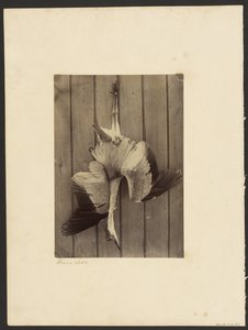 Reiher von Francis Edmond Currey