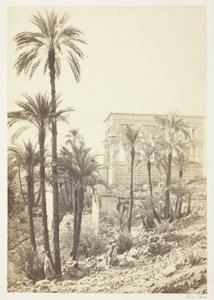 Gruppe von Palmen