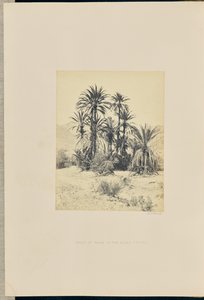 Gruppe von Palmen im Wadee Feyran