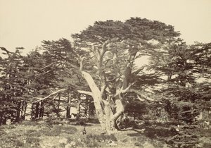 Der größte der Zedern, Berg Libanon, 1857 von Francis Frith