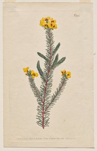 Das Botanische Magazin oder Blumengarten: Tafel 944, Dillwynia Glaberrima. Glattblättrige Dillwynnia. [Dillwynia ericifolia gaberrima] von Francis Sansom