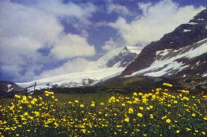 Trollius am Simplonpass