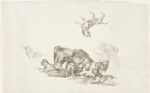 Stier von Hunden angegriffen