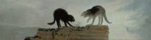 Kämpfende Katzen