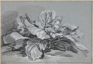 Studie eines Kohls von François Boucher