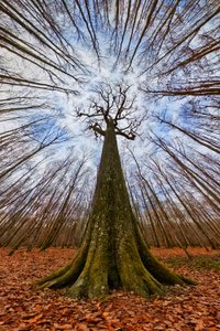 Riesiger Waldgigant