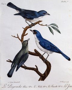 Blauer Vanga (Cyanolanius madagascarinus), Gravur aus Histoire Naturelle des Oiseaux d