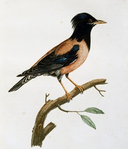 Männlicher Rosenstar (Sturnus roseus), Gravur aus Histoire Naturelle des Oiseaux d