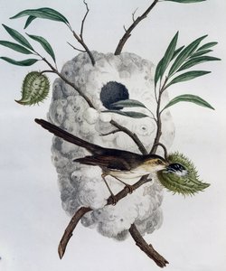 Braunflankensänger (Prinia subflava), Gravur aus Histoire Naturelle des Oiseaux d