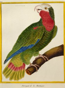 Kubapapagei, aus Histoire naturelle des oiseaux von Francois Nicolas Martinet