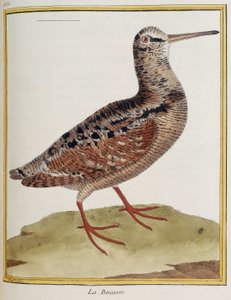"La becasse", Tafel 885 der Zoologie aus "Histoire des oiseaux" von Francois Nicolas Martinet