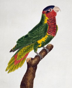 Ornate Lorikeet (Trichoglossus ornatus), aus Histoire naturelle des oiseaux von Francois Nicolas Martinet