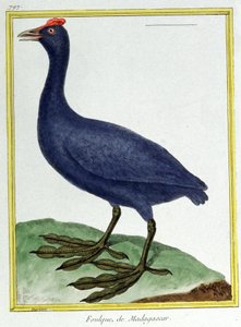 Wissenschaft. Zoologie. Rotknopfente (aus Madagaskar). Gravur von Francois Nicolas Martinet in: Histoire naturelle des oiseaux, von Georges Louis Leclerc de Buffon, Frankreich, ca. 1777 von Francois Nicolas Martinet