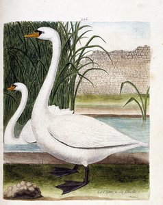 Zoologische Tafel (Ornithologie): Vorne: Der Schwan und dahinter sein Weibchen (Höckerschwan oder Cygnus olor). Illustration in „Die Geschichte der Vögel, gemalt in ihren erscheinenden und empfindlichen Aspekten“ von Francois Nicolas Martinet (1731-1800).  von Francois Nicolas Martinet