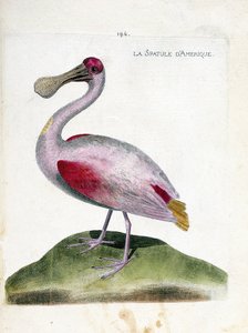 Zoologische Tafel (Ornithologie): Der Rosalöffler (Platalea ajaja). Illustration in „Die Geschichte der Vögel, gemalt in ihren erscheinenden und empfindlichen Aspekten“ von Francois Nicolas Martinet (1731-1800). Private Sammlung.