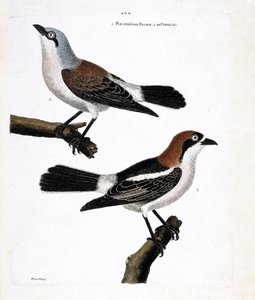 Zoologische Tafel (Ornithologie): Unten: Der Rotkopfwürger (Lanius senator) und seine weibliche (Neuntöter oder Lanius collurio) auf dem oberen Ast. von Francois Nicolas Martinet