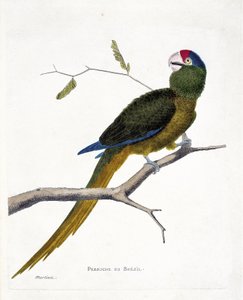 Zoologische Tafel (Ornithologie): Brasilianischer Sittich (Rotstirn-Sittich oder Aratinga canicularis) auf einem Ast. Illustration in „Die Geschichte der Vögel, gemalt in ihren erscheinenden und empfindlichen Aspekten“ von Francois Nicolas Martinet (1731-1 von Francois Nicolas Martinet