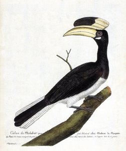 Zoologische Tafel (Ornithologie): Malabar-Hornvogel (Anthracoceros coronatus) auf einem Ast. Illustration in „Die Geschichte der Vögel, gemalt in ihren erscheinenden und empfindlichen Aspekten“ von Francois Nicolas Martinet (1731-1800). Private Sammlung. von Francois Nicolas Martinet