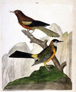 Zoologische Tafel (Ornithologie): Illinois-Rotkehlchen (Baltimoretrupial oder Icterus bonana) und Guayana-Rotkehlchen (Martinique-Trupial oder Icterus bonana) auf einem Ast. Illustration in „Die Geschichte der Vögel, gemalt in ihren erscheinenden und empfi