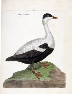 Zoologische Tafel (Ornithologie): Die Eiderente (Somateria mollissima). Illustration in „Die Geschichte der Vögel, gemalt in ihren erscheinenden und empfindlichen Aspekten“ von Francois Nicolas Martinet (1731-1800). Private Sammlung.