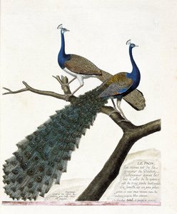 Zoologische Tafel (Ornithologie): Der Pfau (Blauer Pfau oder Pavo cristatus). Illustration in „Die Geschichte der Vögel, gemalt in ihren erscheinenden und empfindlichen Aspekten“ von Francois Nicolas Martinet (1731-1800). Private Sammlung von Francois Nicolas Martinet