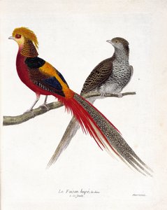 Zoologische Tafel (Ornithologie): Der Fasan von China und sein Weibchen (Goldfasan und Chrysolophus) auf einem Ast. Illustration in „Die Geschichte der Vögel, gemalt in ihrem Erscheinungsbild und empfindlichen Aspekten“ von Francois Nicolas Martinet (1731 von Francois Nicolas Martinet