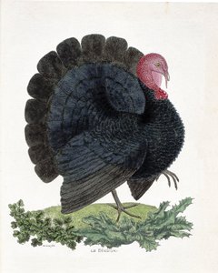 Zoologische Tafel (Ornithologie): Truthahn (Haustruthahn oder Melaeagris gallopavo). Illustration in „Die Geschichte der Vögel, gemalt in ihren erscheinenden und empfindlichen Aspekten“ von Francois Nicolas Martinet (1731-1800) (Gravur) von Francois Nicolas Martinet