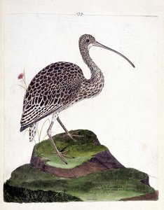 Zoologische Tafel (Ornithologie): Brachvogel (Numenius arquata). Illustration in „Die Geschichte der Vögel“ von Francois Nicolas Martinet (1731-1800). Private Sammlung.