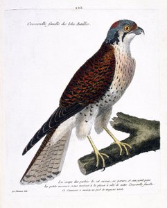 Zoologische Tafel (Ornithologie): Weiblicher Kreser der Karibischen Inseln (Amerikanischer Kreser oder Falco sparverius) auf einem Ast. Illustration in „Die Geschichte der Vögel, gemalt in ihren erscheinenden und empfindlichen Aspekten“ von Francois Nicola