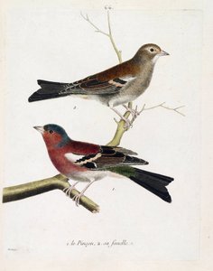 Zoologische Tafel (Ornithologie): Der Fink und sein Weibchen (Baumfink oder Fringilla coelebs) auf einem Ast. Illustration in „Die Geschichte der Vögel, gemalt in ihren erscheinenden und empfindlichen Aspekten“ von Francois Nicolas Martinet (1731-1800). Pr von Francois Nicolas Martinet
