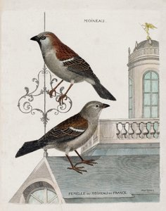 Zoologische Tafel (Ornithologie): von oben nach unten: Spatz und Weibchen des Spatzes von Frankreich (Haussperling oder Pass domesticus). Illustration in „Die Geschichte der Vögel, gemalt in ihrem Erscheinungsbild und empfindlichen Aspekten“ von Francois