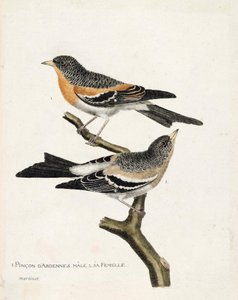 Zoologische Tafel (Ornithologie): von oben nach unten: Der männliche und weibliche Ardennen-Fink (Nordfink oder Fringilla montifringilla) auf einem Ast. Illustration in „Die Geschichte der Vögel, gemalt in ihren erscheinenden und empfindlichen Aspekten“ vo von Francois Nicolas Martinet