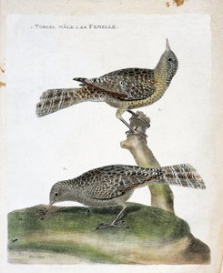 Zoologische Tafel (Ornithologie): Der männliche Wendehals und sein Weibchen (Wendehals oder Jynx torquilla). Illustration in „Die Geschichte der Vögel, gemalt in ihren erscheinenden und empfindlichen Aspekten“ von Francois Nicolas Martinet (1731-1800). Pri von Francois Nicolas Martinet