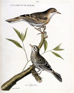 Zoologische Tafel (Ornithologie): Von oben nach unten: Die Feldlerche (Pipit rousseline oder Anthus campestris) und der Wiesenpieper (Pipit farlouse oder Anthus pratensis) auf einem Ast. Illustration in „Die Geschichte der Vögel, gemalt in ihren erscheinen von Francois Nicolas Martinet