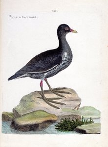 Zoologische Tafel (Ornithologie): Das Teichhuhn (Gallinula chloropus). Illustration in „Die Geschichte der Vögel, gemalt in ihren erscheinenden und empfindlichen Aspekten“ von Francois Nicolas Martinet (1731-1800). Private Sammlung.