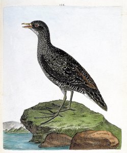Zoologische Tafel (Ornithologie): Marouette (Porzana porzana). Illustration in „Die Geschichte der Vögel“ von Francois Nicolas Martinet (1731-1800). Private Sammlung.
