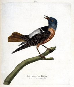 Zoologische Tafel (Ornithologie): Felsenschwarzvogel (Felsenschwarzvogel oder Monticola saxatilis). Illustration in „Die Geschichte der Vögel, gemalt in ihren erscheinenden und empfindlichen Aspekten“ von Francois Nicolas Martinet (1731-1800). von Francois Nicolas Martinet
