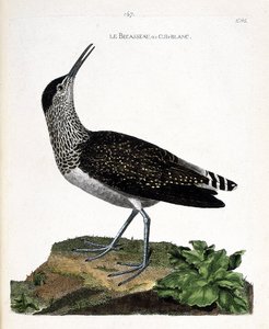 Zoologische Tafel (Ornithologie): Der Waldwasserläufer (Tringa ochropus). Illustration in „Die Geschichte der Vögel, gemalt in ihren erscheinenden und empfindlichen Aspekten“ von Francois Nicolas Martinet (1731-1800). Private Sammlung.