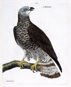 Zoologische Tafel (Ornithologie): Die Wespenbussard (Wespenbussard oder Pernis apivorus) auf einem Ast. Illustration in „Die Geschichte der Vögel, gemalt in ihren erscheinenden und empfindlichen Aspekten“ von Francois Nicolas Martinet (1731-1800).