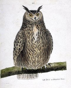 Zoologische Tafel (Ornithologie): Der Uhu (Bubo bubo) auf einem Ast. Illustration in „Die Geschichte der Vögel, gemalt in ihren erscheinenden und empfindlichen Aspekten“ von Francois Nicolas Martinet (1731-1800). Private Sammlung. von Francois Nicolas Martinet