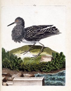 Zoologische Tafel (Ornithologie): Der Kampfläufer oder der männliche Seehahn (Philomachus pugnax). Illustration in „Die Geschichte der Vögel, gemalt in ihren erscheinenden und empfindlichen Aspekten“ von Francois Nicolas Martinet (1731-1800). Private Samml