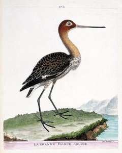 Zoologische Tafel (Ornithologie): Der Große Brachvogel (Limosa limosa). Illustration in „Die Geschichte der Vögel, gemalt in ihren erscheinenden und empfindlichen Aspekten“ von Francois Nicolas Martinet (1731-1800). Private Sammlung.